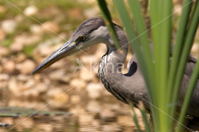 Grey Heron (Ardea cinerea)