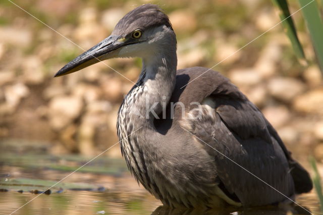 Blauwe Reiger (Ardea cinerea)