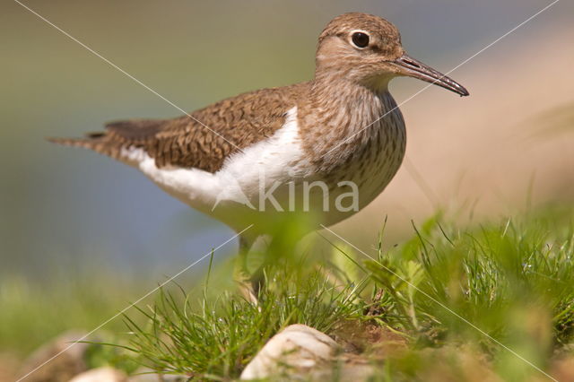 Oeverloper (Actitis hypoleucos)