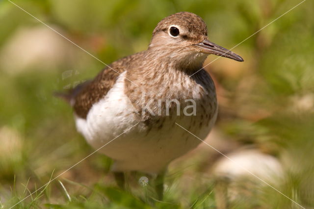 Oeverloper (Actitis hypoleucos)