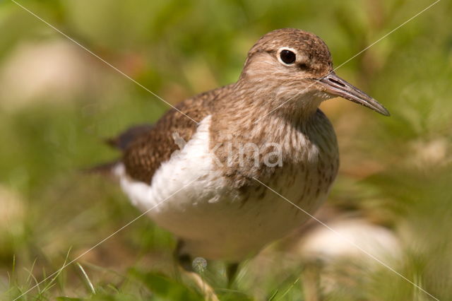 Oeverloper (Actitis hypoleucos)