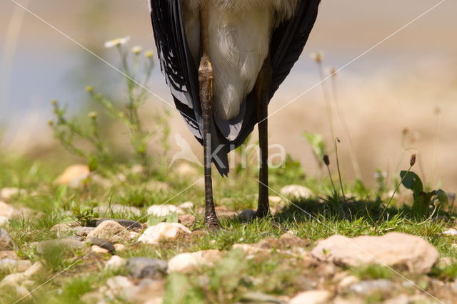 Grey Heron (Ardea cinerea)