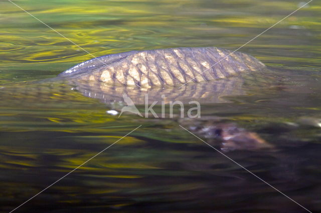 Common carp (Cyprinus carpio carpio)