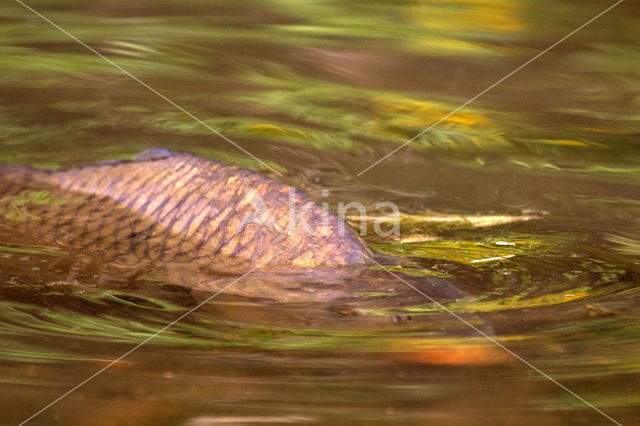 Karper (Cyprinus carpio carpio)