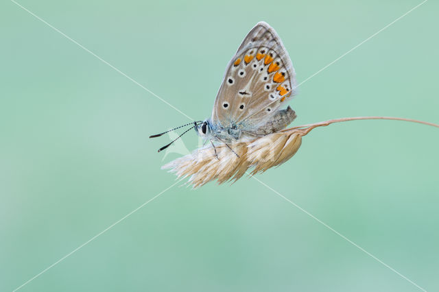 Common Blue (Polyommatus icarus)