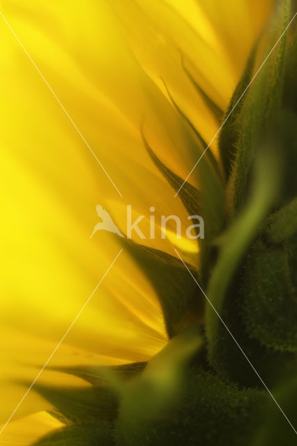 Zonnebloem (Helianthus annuus)