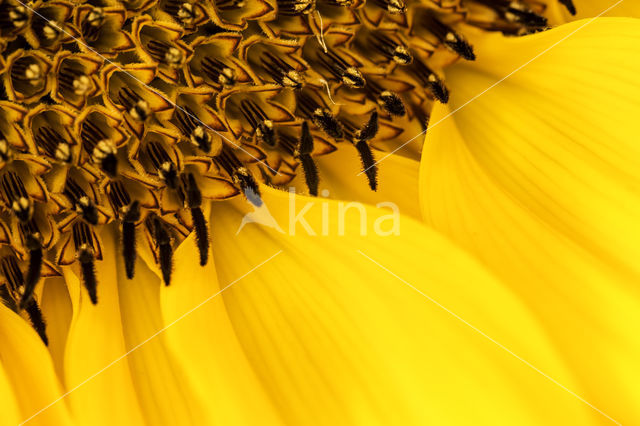 Zonnebloem (Helianthus annuus)