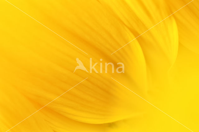 Zonnebloem (Helianthus annuus)