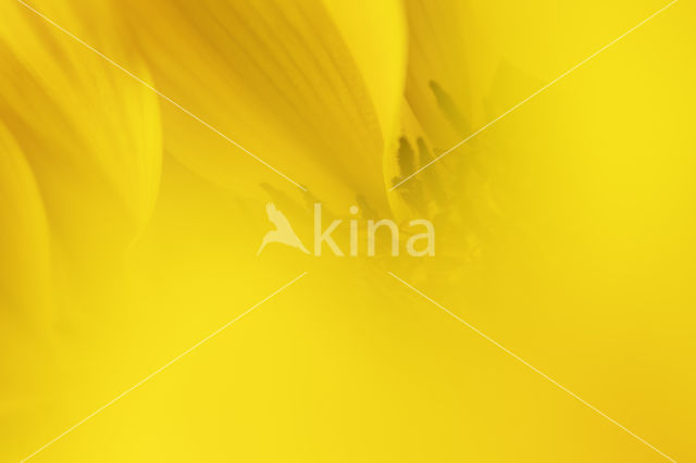 Common Annual Sunflower (Helianthus annuus)