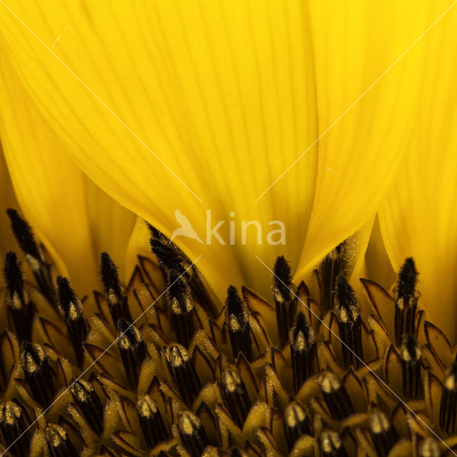 Common Annual Sunflower (Helianthus annuus)