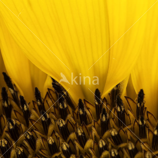 Zonnebloem (Helianthus annuus)