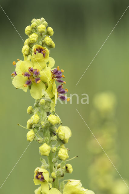 Zwarte toorts (Verbascum nigrum)