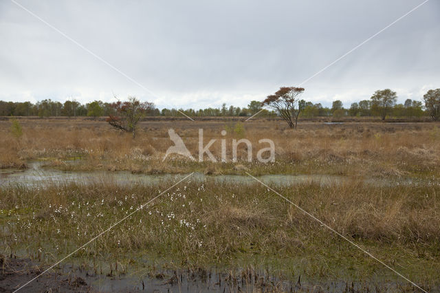 Internationaal Natuurpark Bourtanger Moor-Bargerveen