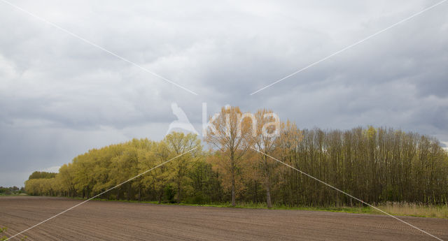 Poplar (Populus spec.)