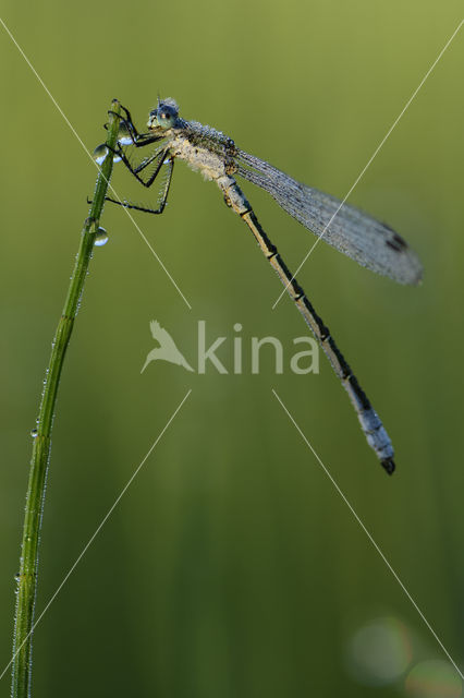 Gewone pantserjuffer (Lestes sponsa)