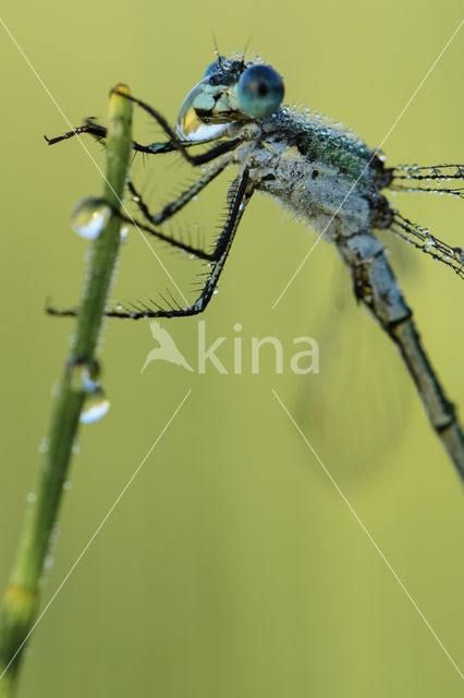 Gewone pantserjuffer (Lestes sponsa)