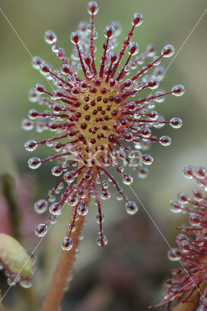 Oblong-leaved Sundew (Drosera intermedia)