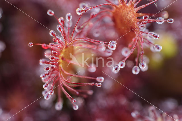 Oblong-leaved Sundew (Drosera intermedia)