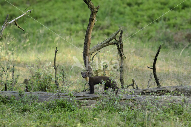 Pine Marten (Martes martes)