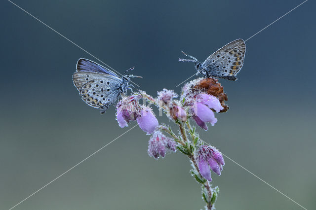 Silver Studded Blue (Plebejus argus)