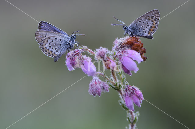 Silver Studded Blue (Plebejus argus)