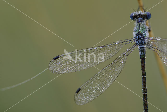 Gewone pantserjuffer (Lestes sponsa)