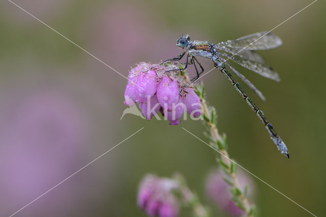 Gewone pantserjuffer (Lestes sponsa)