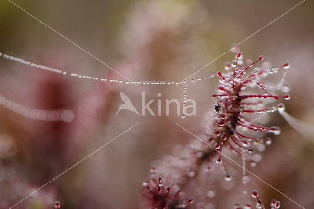 Oblong-leaved Sundew (Drosera intermedia)