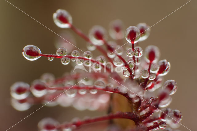 Kleine zonnedauw (Drosera intermedia)