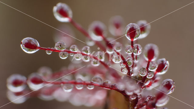 Oblong-leaved Sundew (Drosera intermedia)