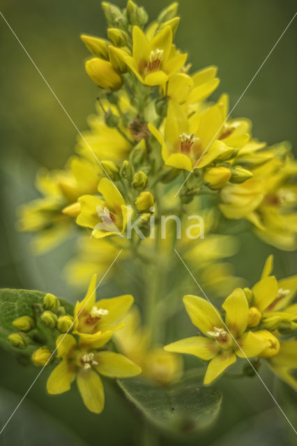 Yellow Loosestrife (Lysimachia vulgaris)