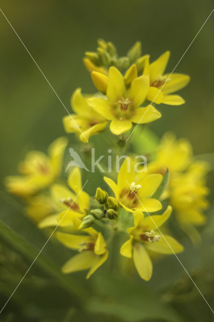 Yellow Loosestrife (Lysimachia vulgaris)