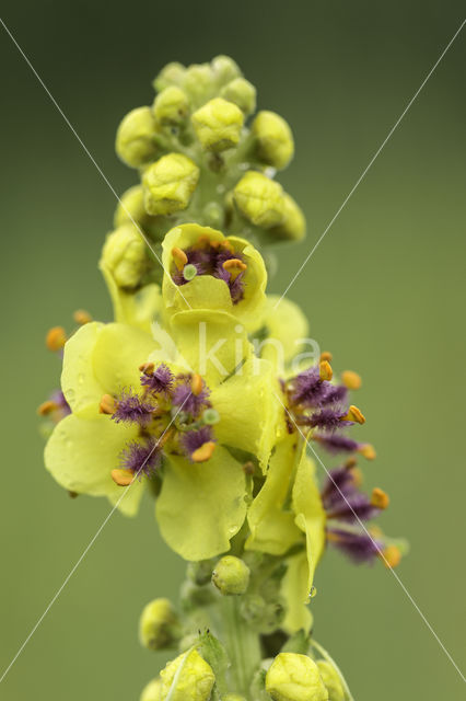 Zwarte toorts (Verbascum nigrum)