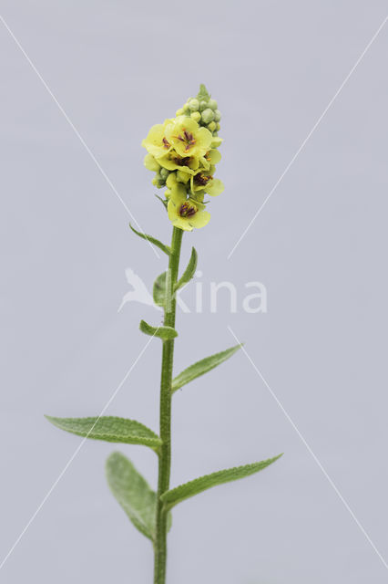 Zwarte toorts (Verbascum nigrum)