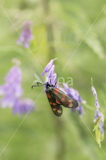 Sint-Jansvlinder (Zygaena filipendulae)