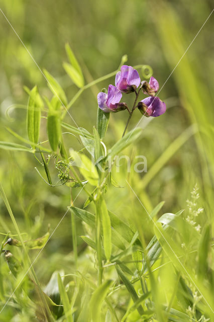 Marsh Pea (Lathyrus palustris)