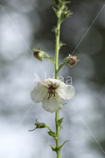 Mottenkruid (Verbascum blattaria)