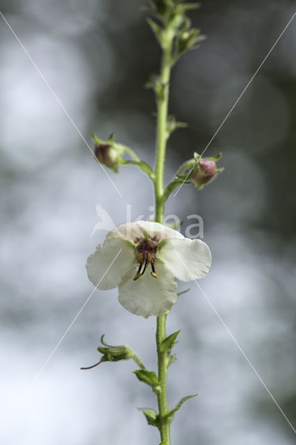 Moth Mullein (Verbascum blattaria)