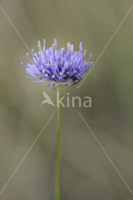 Sheep's-bit (Jasione montana)