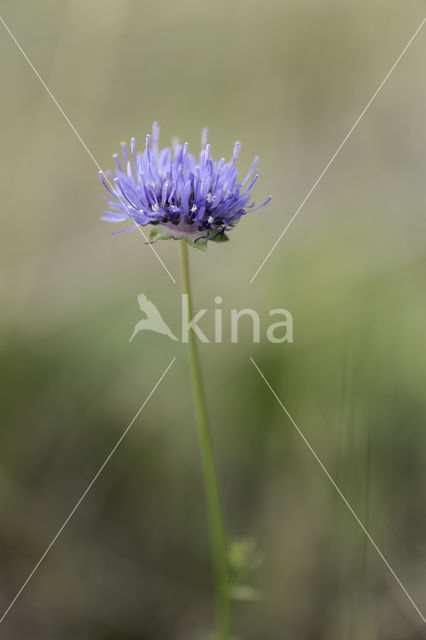 Sheep's-bit (Jasione montana)