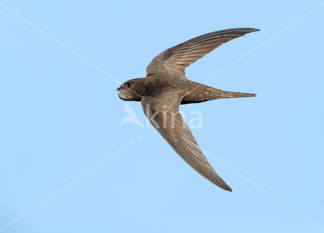 Swift (Apus apus)