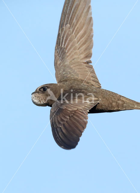 Swift (Apus apus)