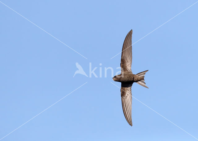 Swift (Apus apus)