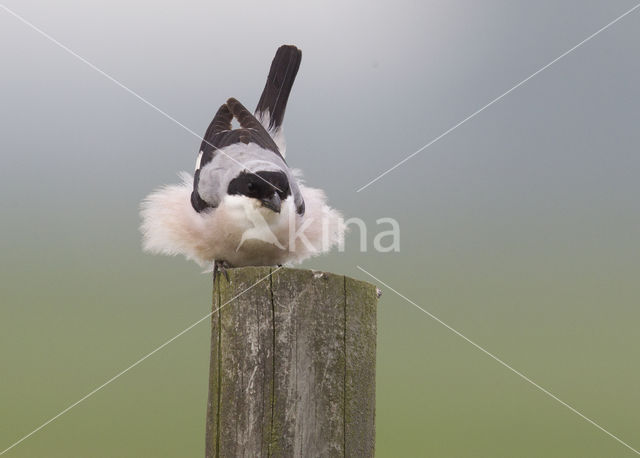 Lesser Grey Shrike (Lanius minor)