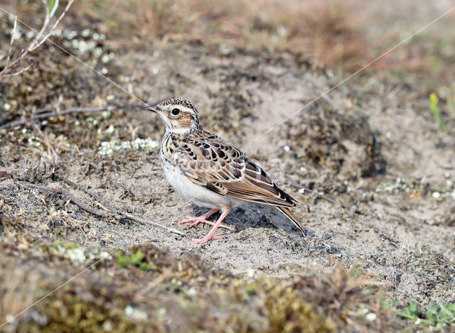 Wood Lark (Lullula arborea)