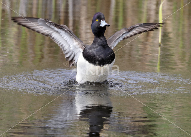 Tufted Duck (Aythya fuligula)