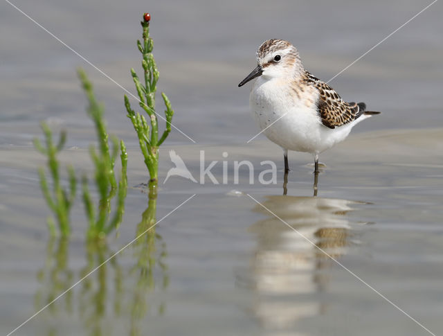 Little Stint (Calidris minuta)