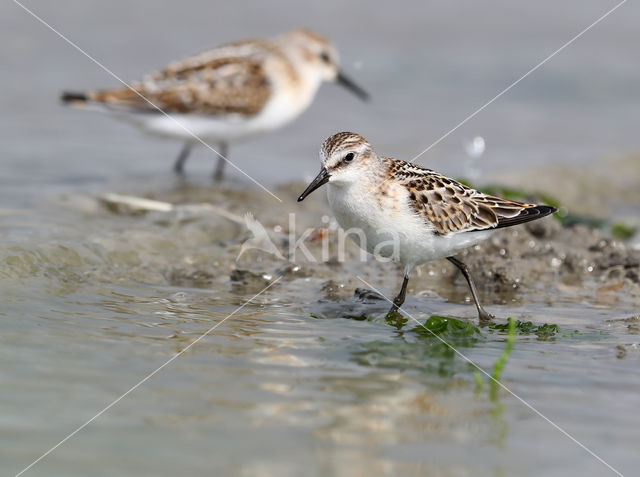 Little Stint (Calidris minuta)