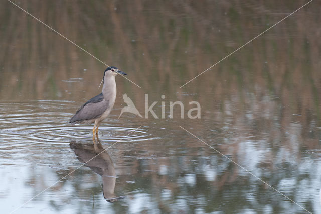 Kwak (Nycticorax nycticorax)