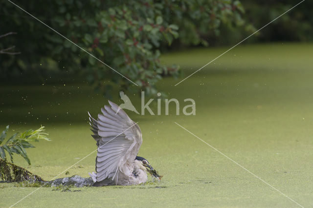 Night Heron (Nycticorax nycticorax)